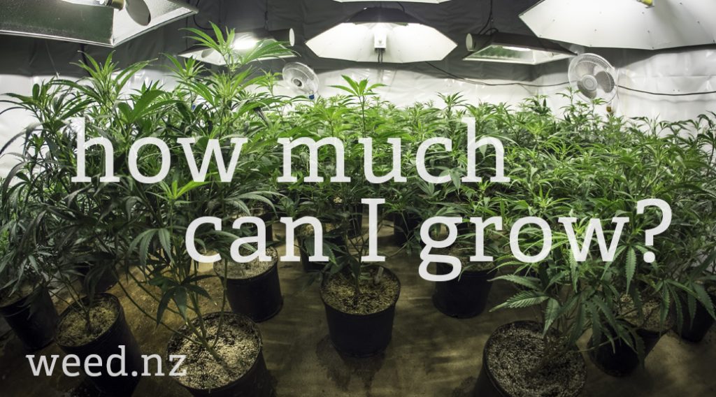 how-much-cannabis-can-i-legally-grow-for-personal-use-nz-weed